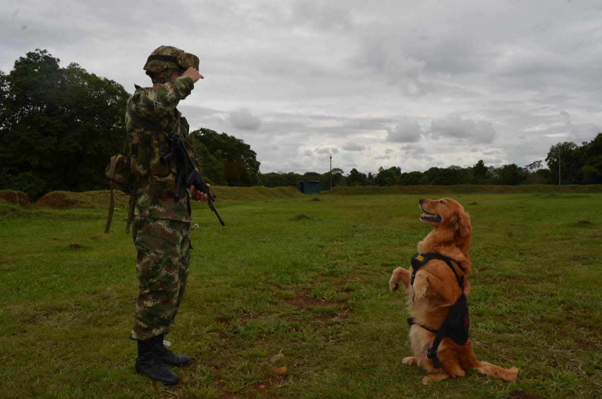 Triska, la heroína de cuatro patas que con sus hazañas contribuye a la seguridad de los llaneros