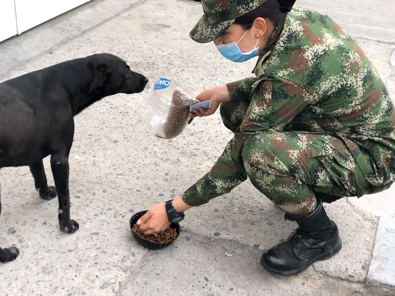 Con iniciativa solidaria, Ejército Nacional y Purina alimentarán a perros callejeros en Cundinamarca