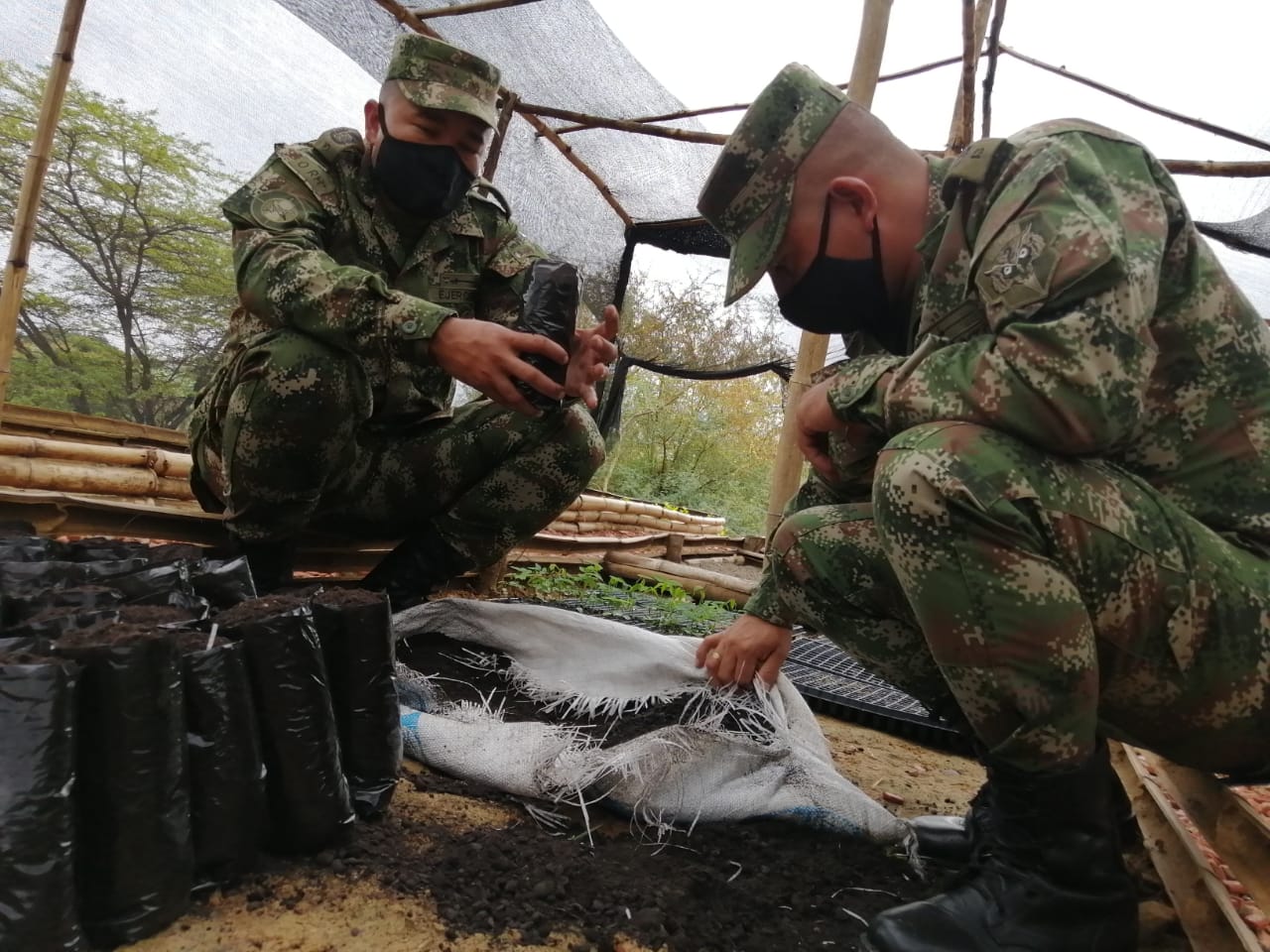 Ejército Nacional germina el futuro arbóreo de los cucuteños