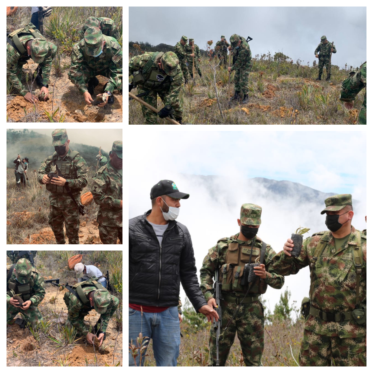 Cerca de 3.000 frailejones fueron sembrados por el Ejército Nacional en el Páramo de Sabana Rubia, Cesar