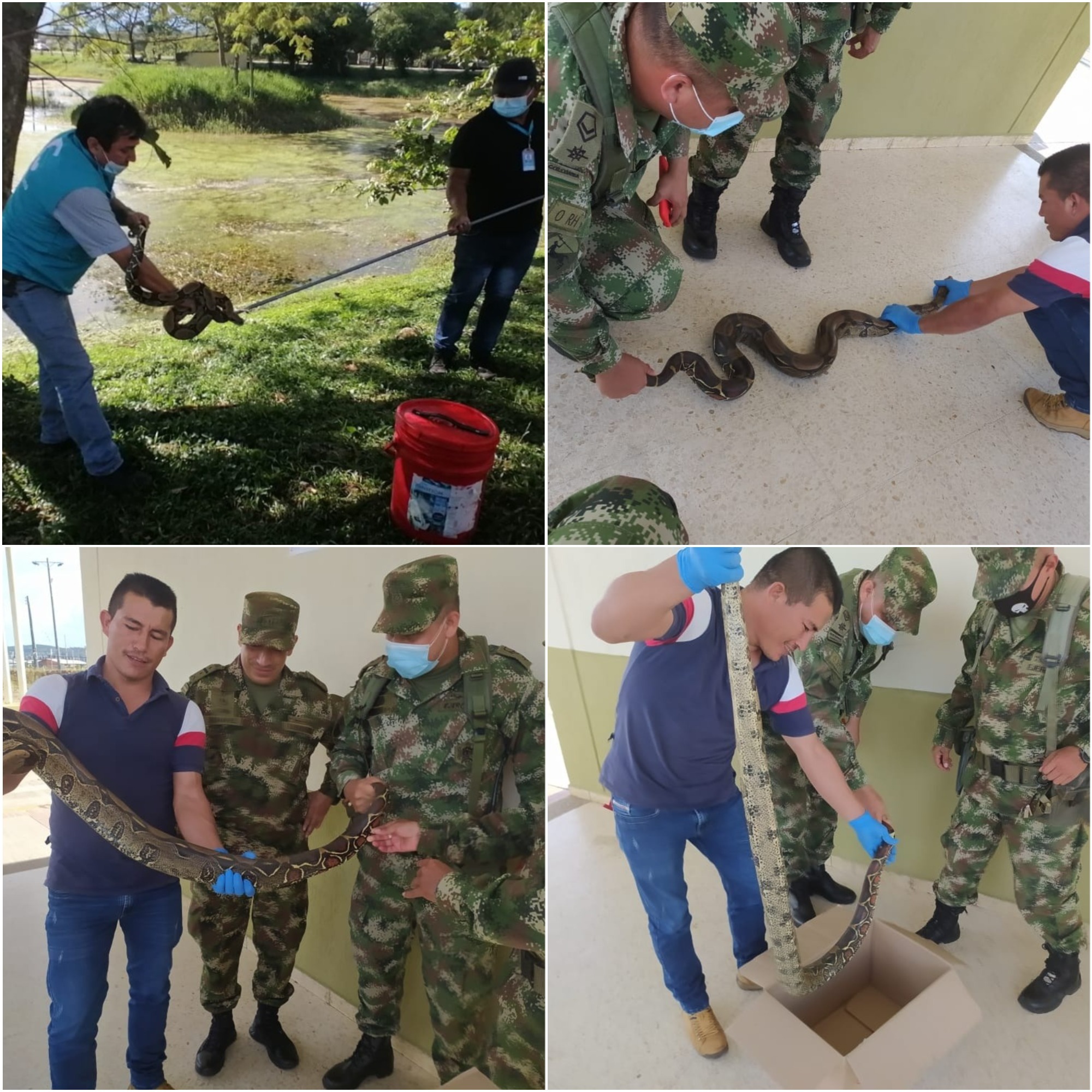 Ejército protege la Fauna silvestre de la Orinoquía colombiana