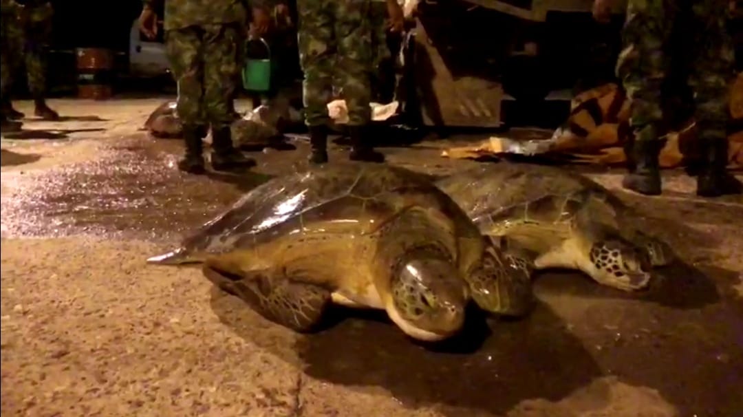 41 tortugas marinas fueron rescatadas por el Ejército Nacional en la Alta Guajira