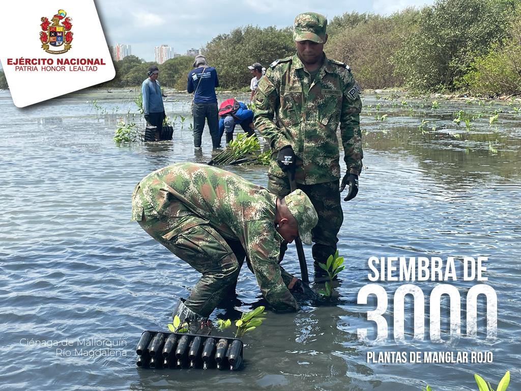 3.000 Manglares Rojos fueron sembrados por el Ministerio del Medio Ambiente y el Ejército Nacional en la Ciénaga de Mallorquín