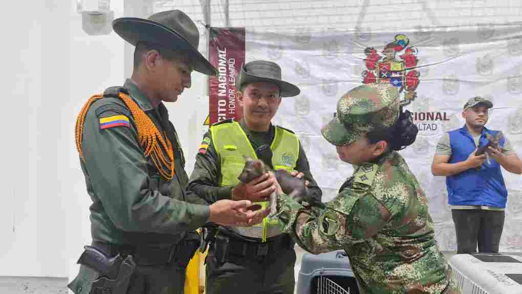 Ejército Nacional rescata tres perros fantasma endémicos de la Amazonía