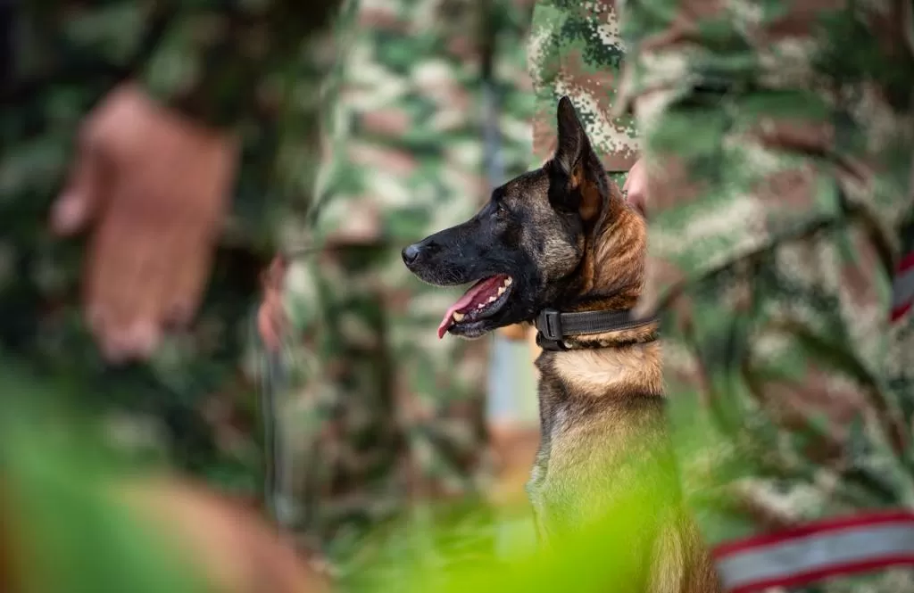 Binomios caninos: la fórmula del Ejército Nacional para salvar vidas mientras se juega