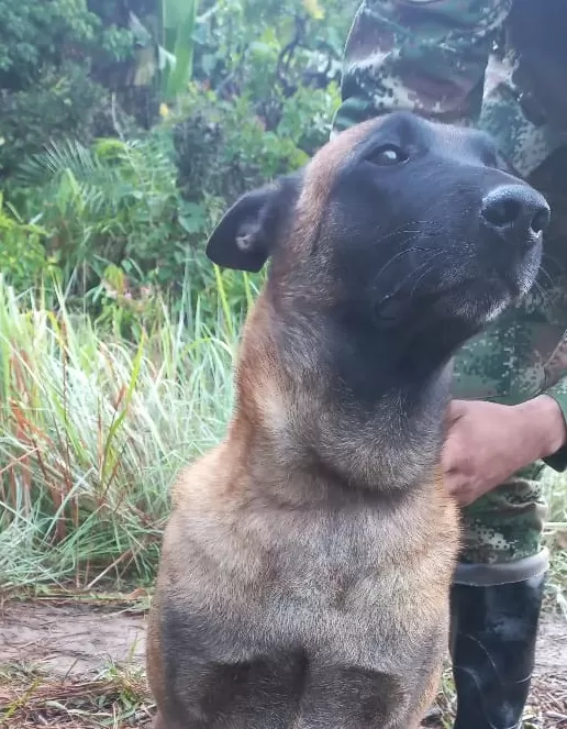 En las selvas del Guaviare, Ejército Nacional salva la vida de un canino atacado por una serpiente