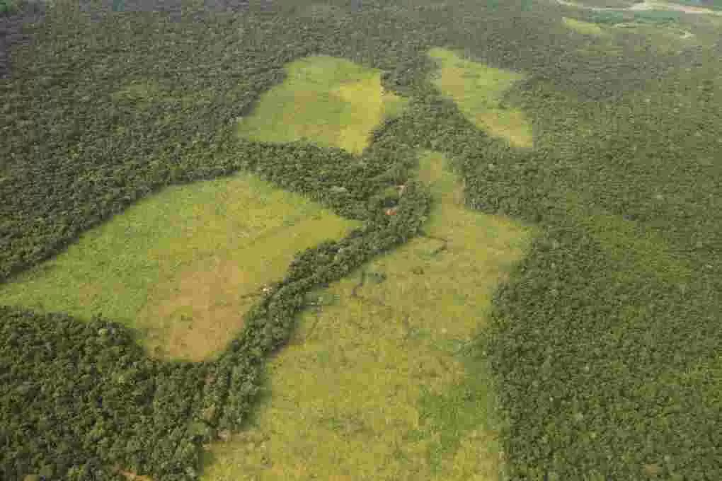 Ecocidio en el Meta: 16 hectáreas de bosque talado a manos del GAO-r Subestructura 39 para producir marihuana