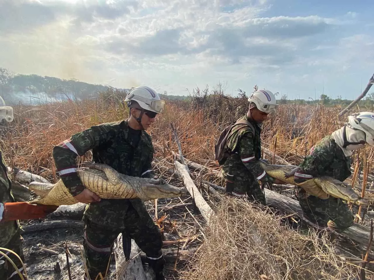 Tropas del Ejército Nacional rescatan 3 caimanes y 2 tortugas en medio de labores para mitigar incendio en parque Isla Salamanca