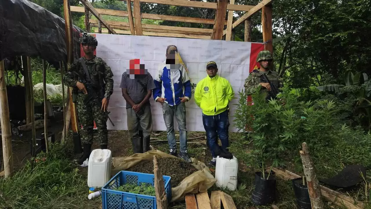 Un cultivo de marihuana fue ubicado por soldados de Ejército Nacional en Barrancas, La Guajira