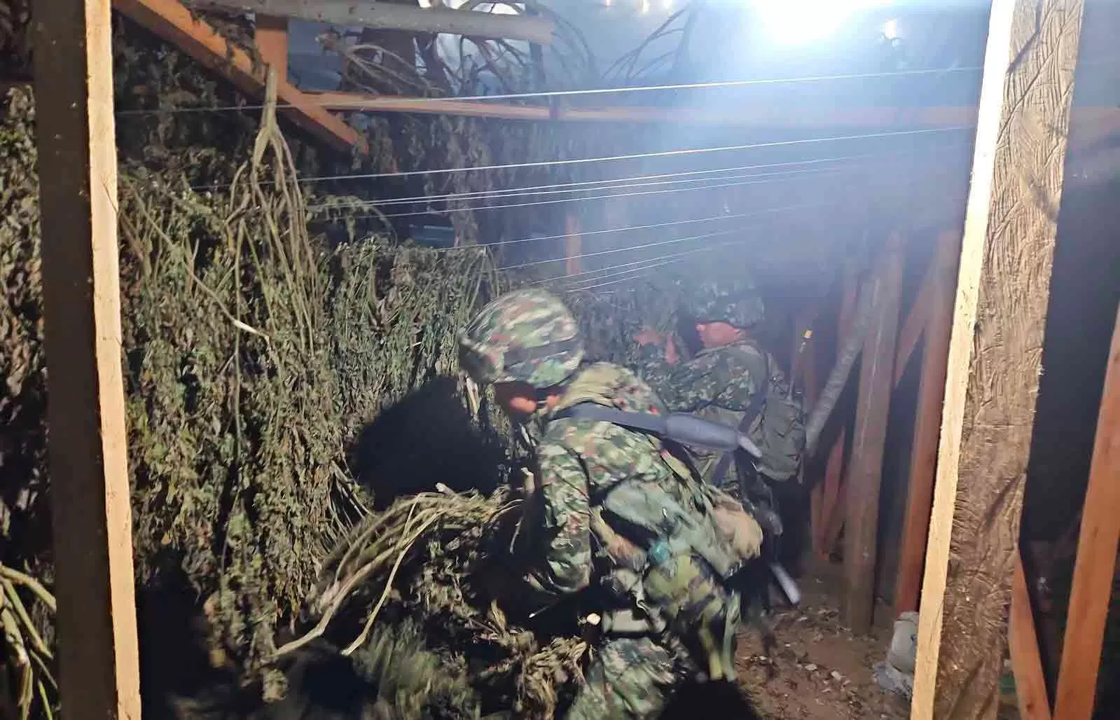 Ejército Nacional logra incautación de 1,3 toneladas de marihuana en el Cauca