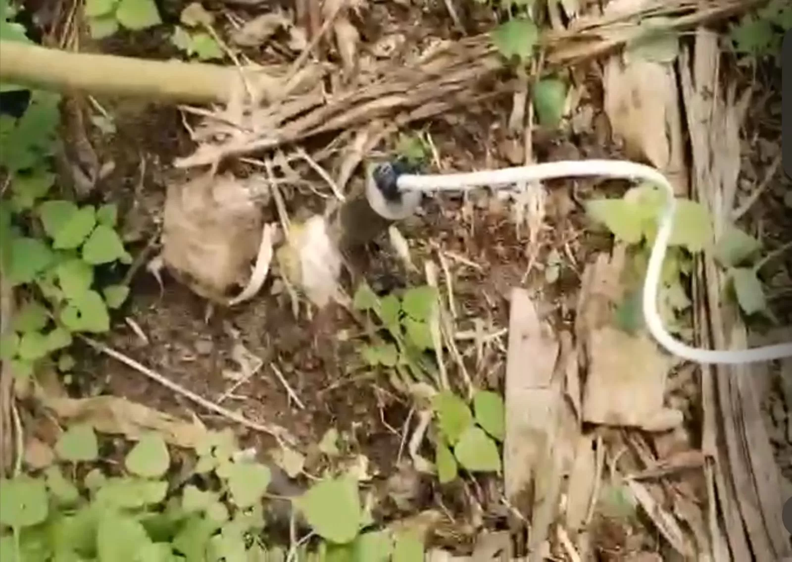 Cuatro artefactos explosivos improvisados fueron destruidos por el Ejército en Nariño