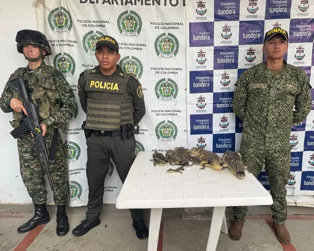 Autoridades recuperaron especies de fauna silvestre en Nechí, Antioquia