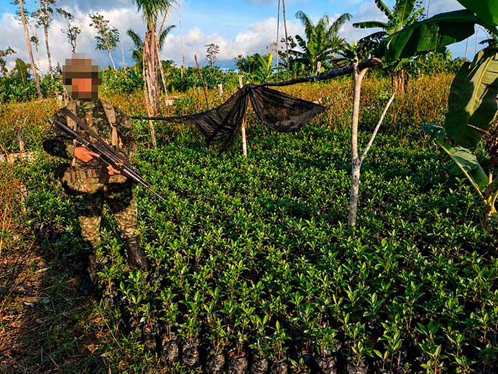 Ejército Nacional ubica y destruye laboratorio para el procesamiento de pasta base de coca y semillero en San José del Guaviare